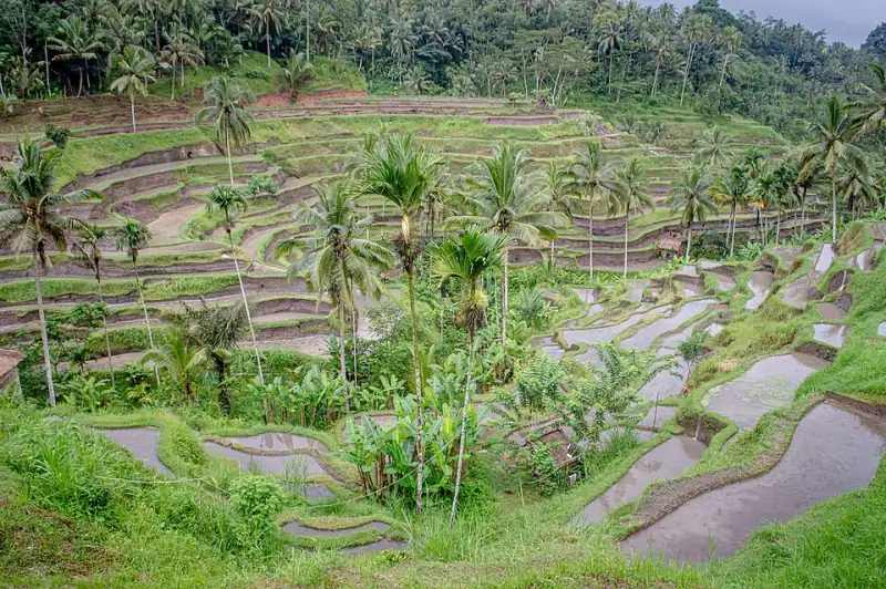Tegallalang rice terraces, Bali