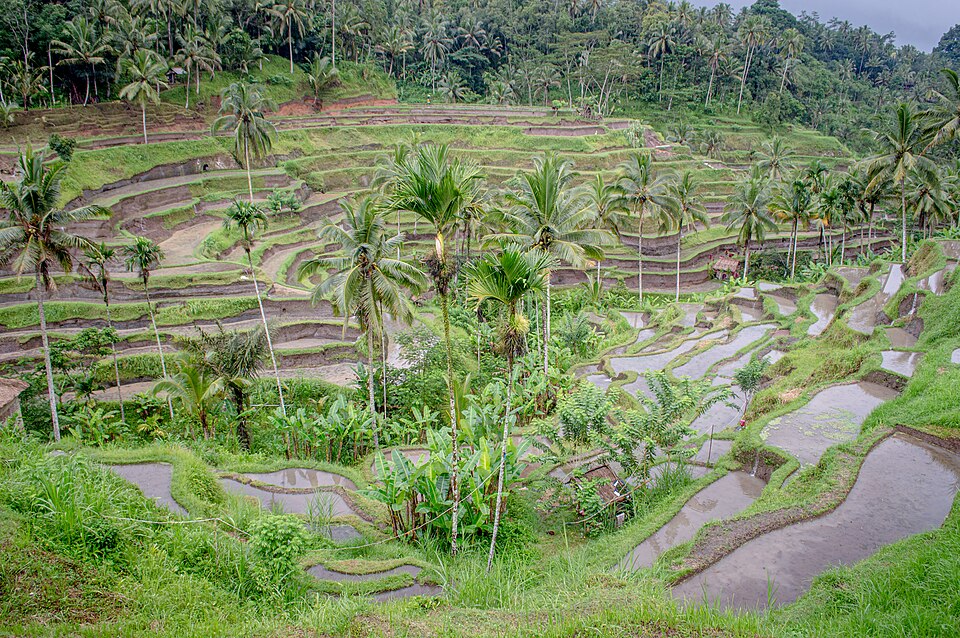 Tegallalang Rice Terraces Bali